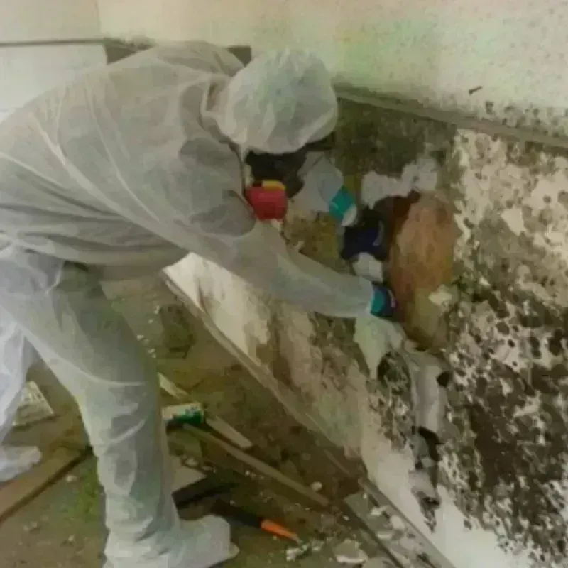 Mold Remediation and Removal in Yale, OK